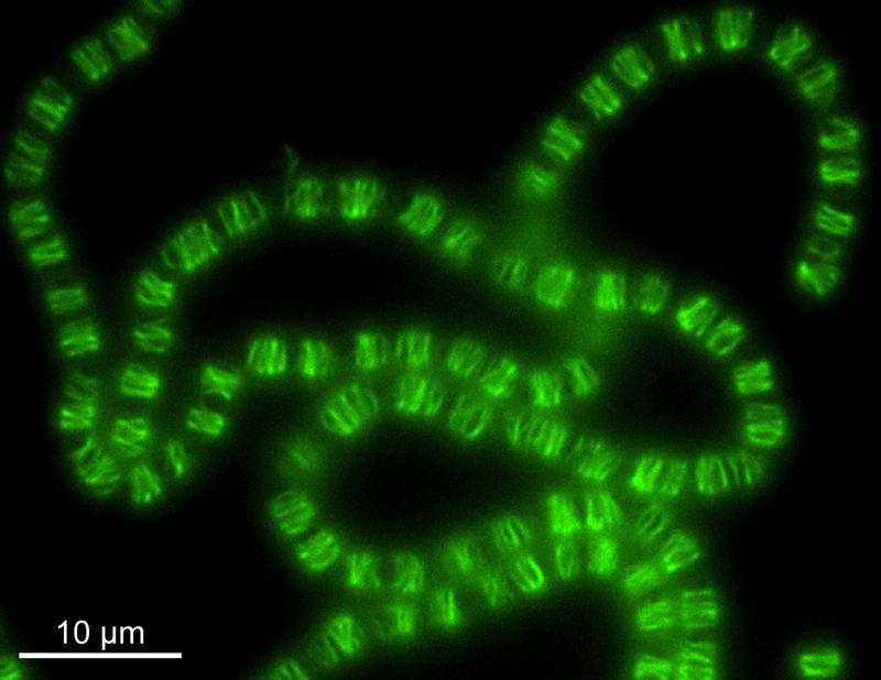 Fluorescent Anabaena. Fluorescently labelled CorM filaments inside Anabaena. These represent a newly discovered cytoskeleton in multicellular cyanobacteria.