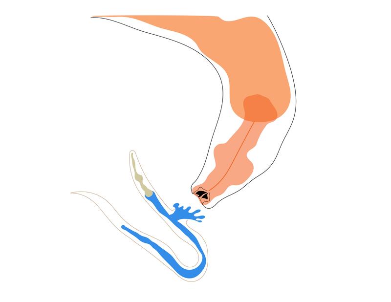 Ein erwachsener Fadenwurm (Pristionchus pacificus) verschlingt eine Caenorhabditis elegans-Larve