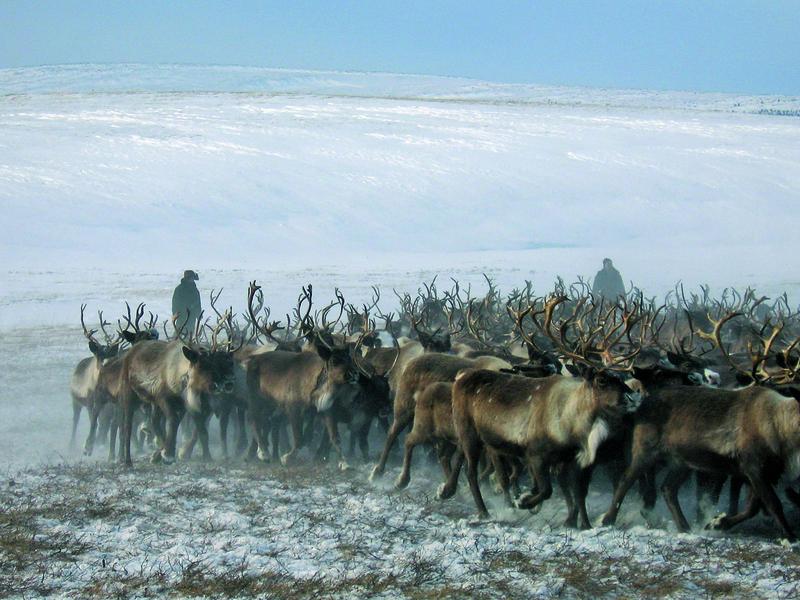 Chukchi with reindeer 