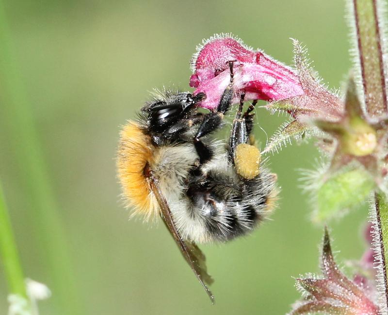 Bombus pascuorum, die Ackerhummel, beim Blütenbesuch.