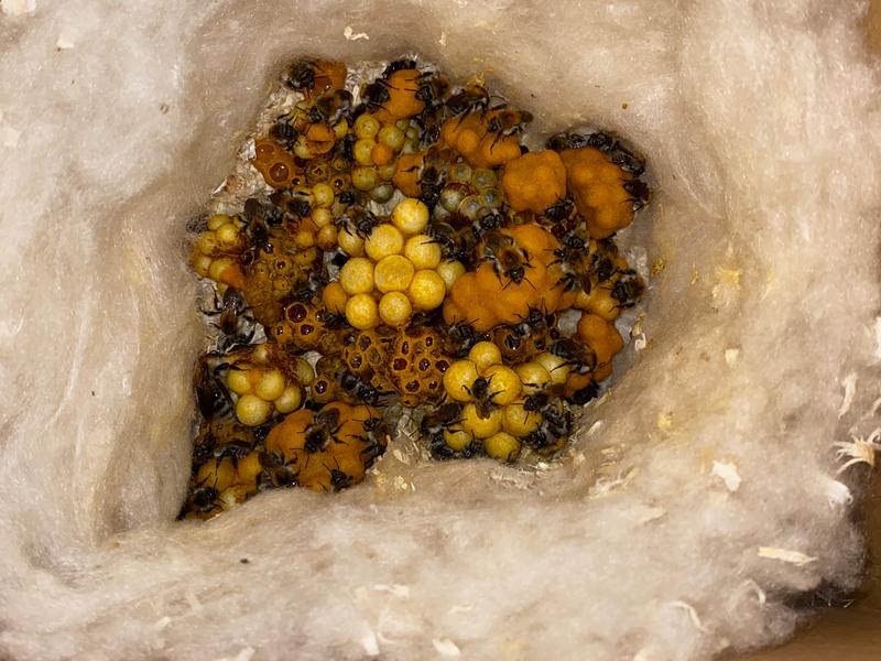 A large nest of common carder bumblebees in a nesting box; the queen can be seen at the bottom left.