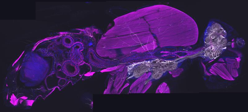 Querschnitt durch eine erwachsene Fliege: Die Octopamin-nutzenden Nervenzellen sind weiß dargestellt. Sie verlaufen vom zentralen Nervensystem zu verschiedenen Organen im Körper, darunter auch Muskeln (magenta). 
