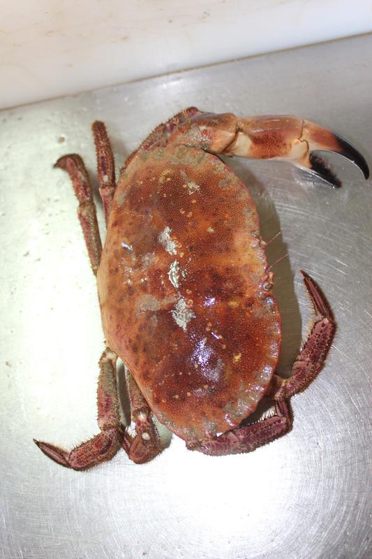 Edible crabs, caught humanely using crab pots, could become a new target species for coastal fishing in the North Sea.