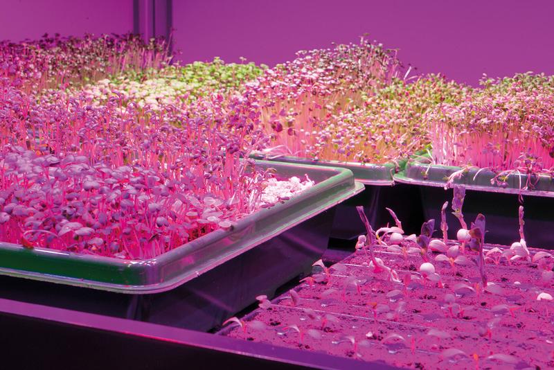 Laborversuche zur Pflanzenverträglichkeit im Rahmen des abonocare-Clusters