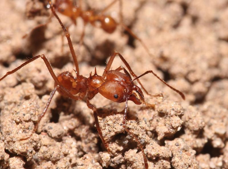 Leafcutter-ants like to build their nests in agroforestry systems in the Peruvian Amazon rainforest.