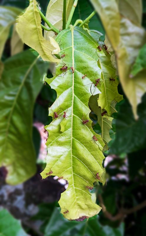 As the name suggests, leafcutter-ants cut off leaves, flowers and fruit, thereby reducing crop yields. 