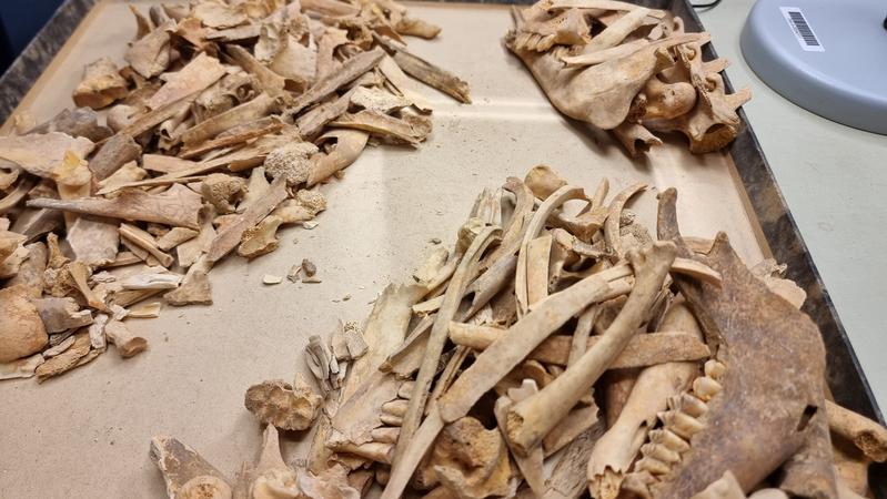 Animal remains investigated for paleopathological lesions at the German Archeological Institute. 