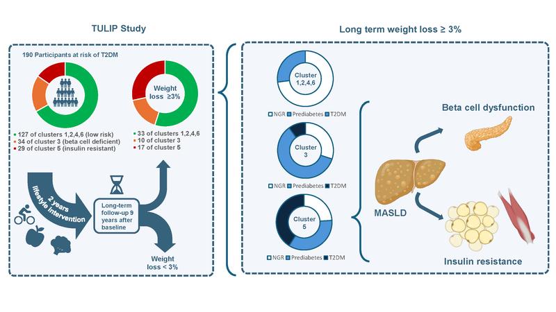 Despite a sustained and large amount of weight loss, people in diabetes risk cluster 5 had deterioration of glycemia, the largest decrease of insulin secretion among the clusters and a high risk of T2D.