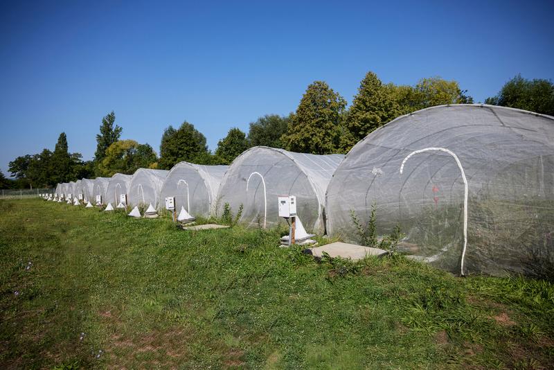 In einer weltweit einzigartigen experimentellen Anlage beleuchten die Landauer Forschenden die Kopplung von Wasser- und Landökosystemen unter dem Einfluss des Menschen. 
