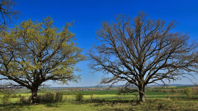 Two oak trees in the spring, with varying degrees of leaf growth. The tree on the right was more heavily infested with caterpillars last year; the delayed leaf growth is a reaction to that.