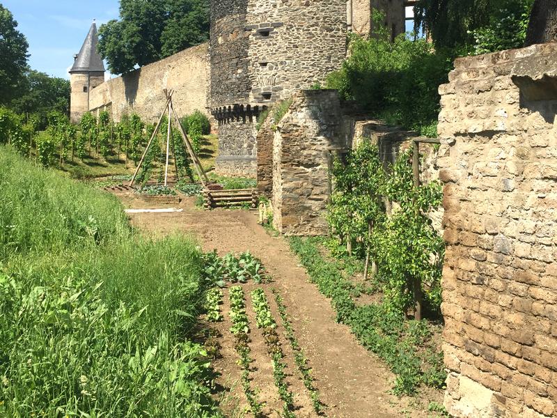 An example of urban agriculture: vegetable beds and espalier fruit trees along the city walls in the ‘edible city’ of Andernach.