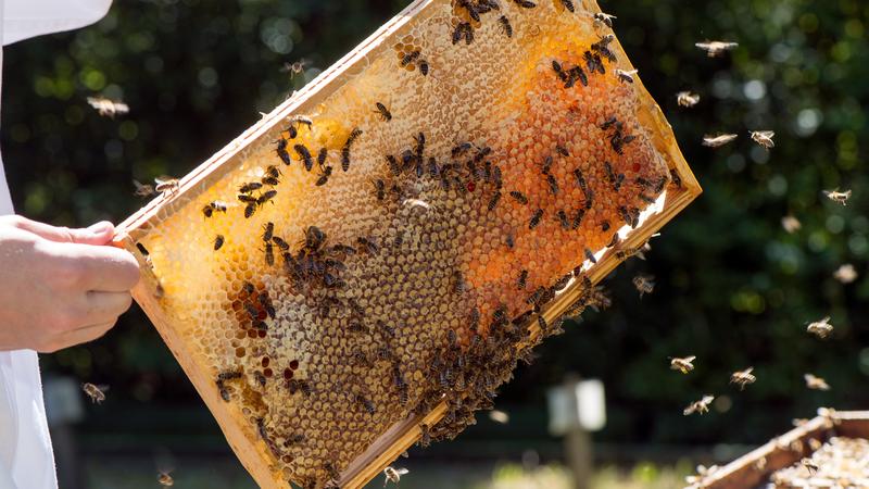 When urban beekeepers set up hives in cities, the colonies of honeybees may harm the local wild bees. Researchers at TUM and beekeepers propose a set of measures, the Urban Bee Concept, to protect both honeybees and wild bees.