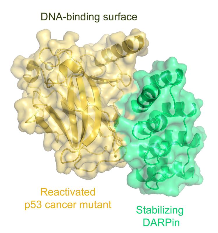 Structure of the DNA-binding domain of a reactivated p53 cancer mutant in complex with a stabilizing DARPin.