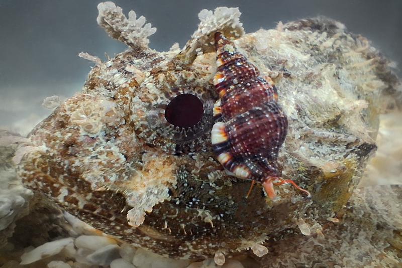 Die kleine mediterrane Meeresschnecke saugt das Blut von Fischen, die sie nachts im flachen Wasser jagt. 