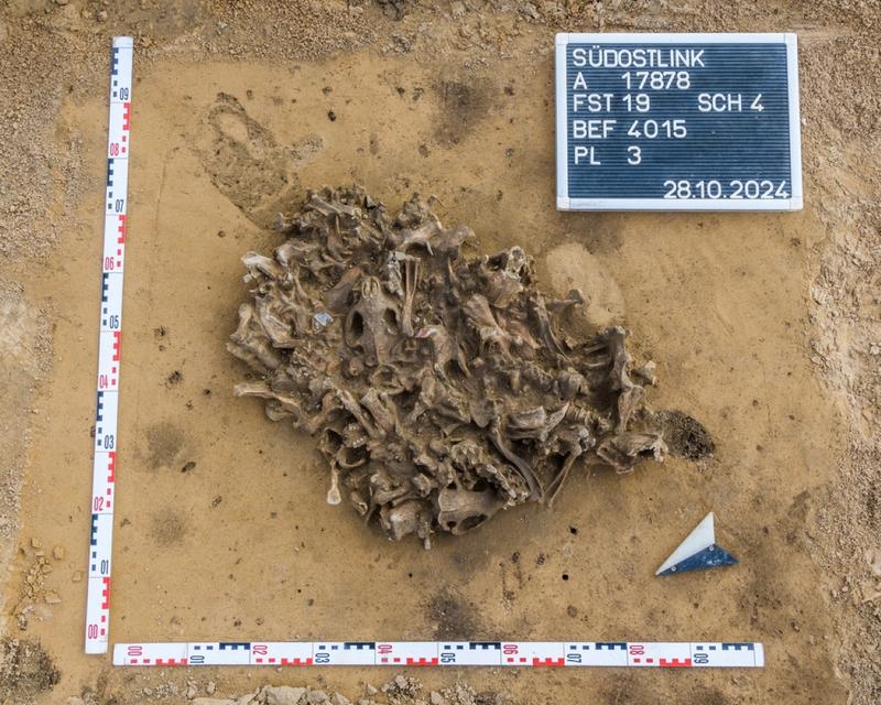 Alsleben, view of the pit with beaver remains.