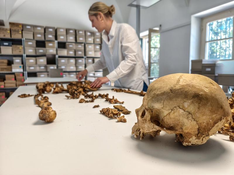 Anthropological examination of an early medieval skeleton at the Bavarian Collection of Anthropology in Munich