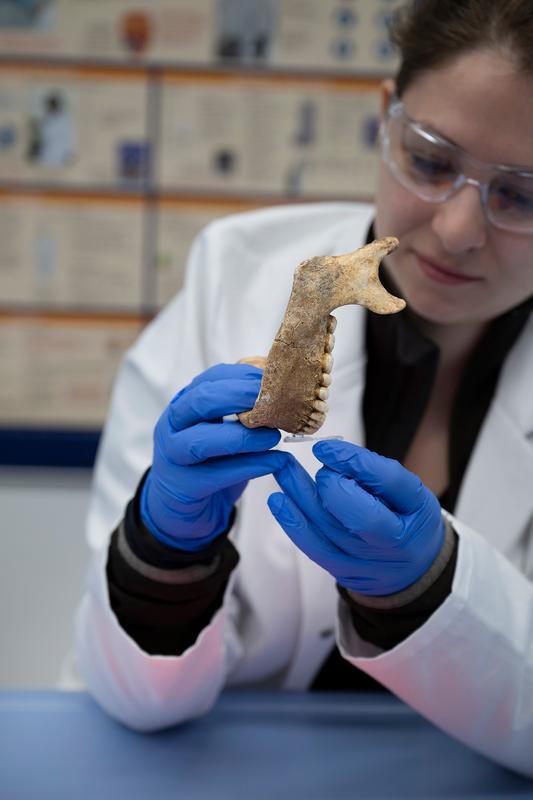 Anthropological examination of an early medieval skeleton at the Bavarian Collection of Anthropology in Munich