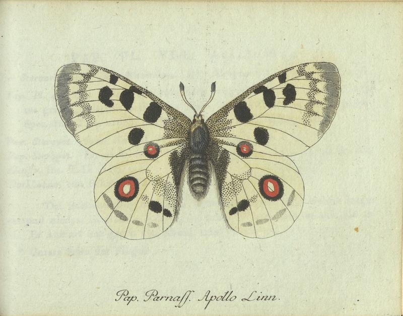 Historische Werke bilden bis heute eine zentrale Grundlage der Forschung zur biologischen Vielfalt und zur Bestimmung neuer Arten. Hier eine Abbildung aus Georg Wolfgang Franz Panzers „Deutschlands Insektenfauna“.