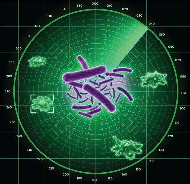The plant-pathogenic bacterium Pseudomonas syringae (center) uses a chemical radar to detect amoebae as predators and selectively eliminate them using the natural product pyrofactin.