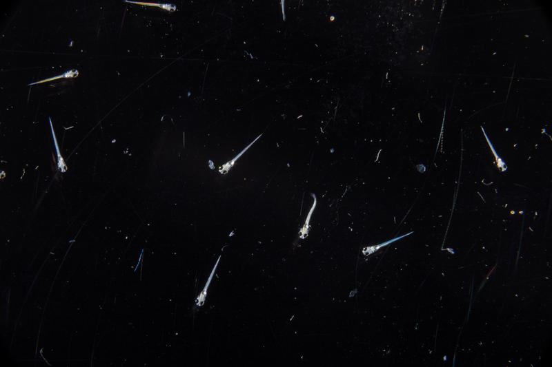 Freely swimming larval zebrafish