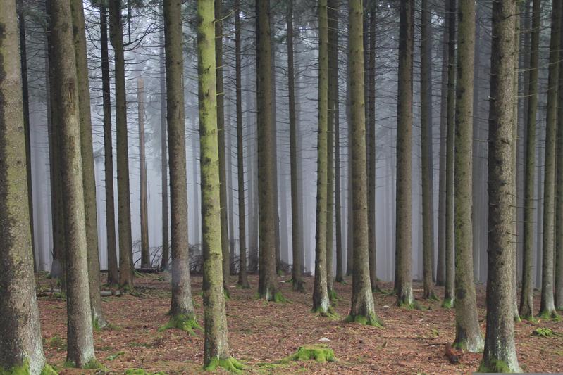 Schnell wachsende Monokulturwälder können zwar kurzfristig mehr Kohlenstoff speichern, unterstützen jedoch deutlich weniger Pflanzen- und Tierarten. 