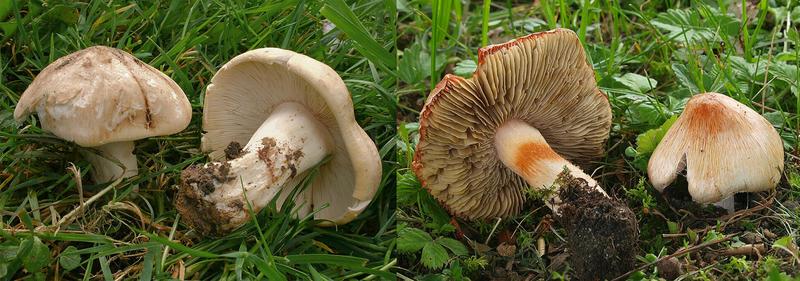 Der Maipilz (Calocybe gambosa), links, lässt sich leicht mit dem jungen Ziegelroten Risspilz (Inocybe erubescens), rechts, verwechseln. Ein Risiko, denn Risspilze enthalten groÃe Mengen des Toxins Muscarin.