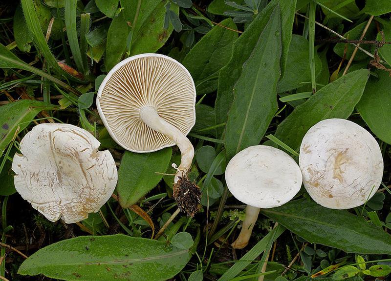 Der Rinningbereifte Trichterling (Clitocybe rivulosa) enthält große Mengen Muscarin und diente als Modell für die Entdeckung des revidierten Biosynthesemodells für dieses Toxin.