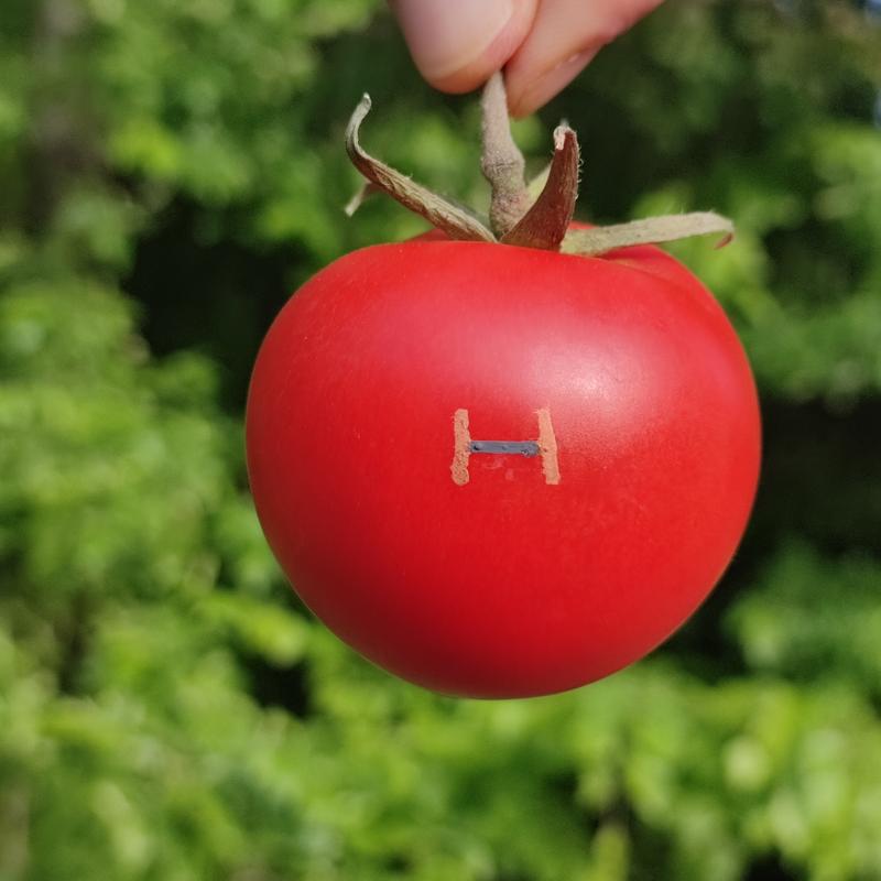 Biologisch abbaubarer Magnetfeldsensor auf Tomaten – Beispiel für eine nachhaltige Bioelektronik.