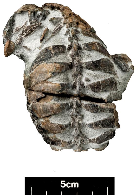 Fossil Eunotosaurus africanus, specimen BP/1/7852, University of the Witwatersrand.