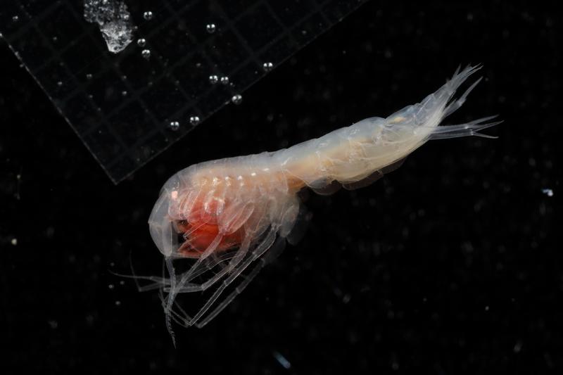 Die neu beschriebene Art Cleonardo helga aus der Amphipodenfamilie Eusiridae. Dieses neun Millimeter große Männchen wurde unmittelbar nach dem Fang an Bord aufgenommen.