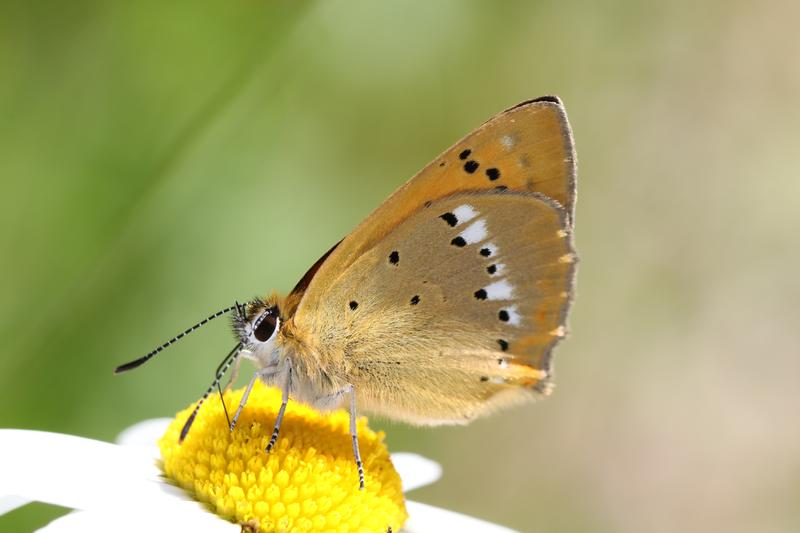 Im Mittelland ist der Tagfalter Lycaena virgaureae, dessen Raupe auf Sauerampfer spezialisiert ist, verschwunden. Ansonsten ist der Bestand stabil.