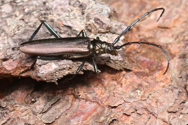 The deadwood beetle Aromia moschata became rare in the mid-20th century, but its numbers have increased significantly in recent decades. 