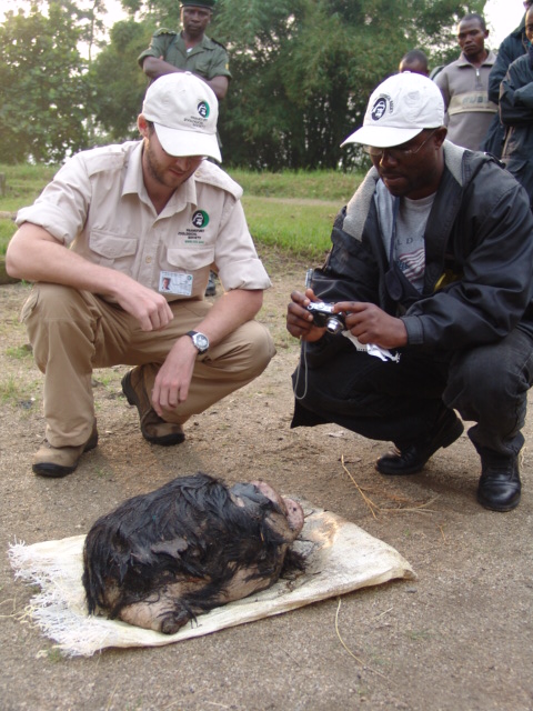 Robert Muir und Paulin Ngobobo stellen den Kopf eines der getötet Gorillas zwecks Identifizierung sicher.