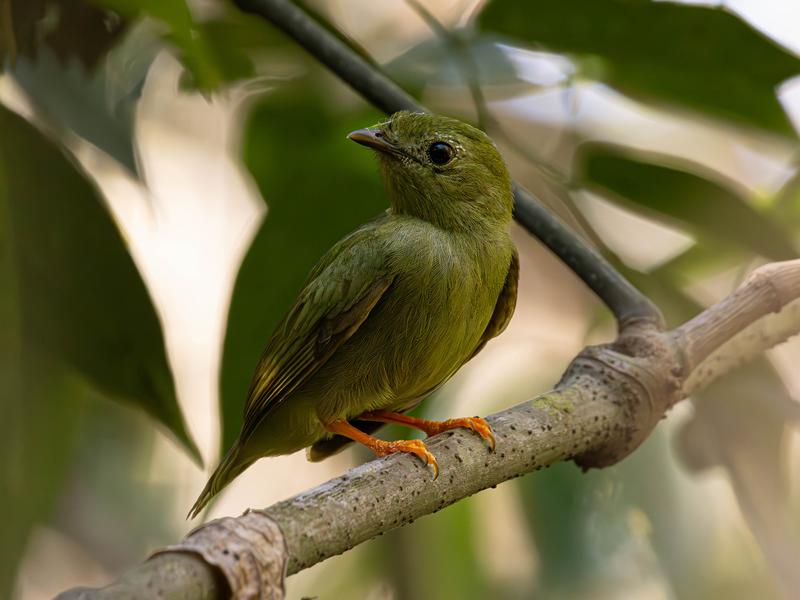 Weiblicher Lanzettschwanzpipra (Chiroxiphia lanceolata) fotografiert auf Isla Boca Brava, Panama; Die Forschenden entdeckten Veränderungen im Geschmackssinn und der Verdauung bei den Manakins, die lange vor den aufwendigen Balzritualen entstanden sind.
