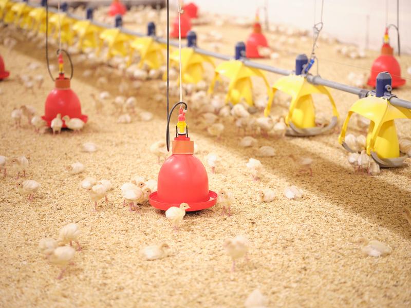 Chicks in a barn. The animals receive Ecobiol Fizz through the water in the red drinkers.