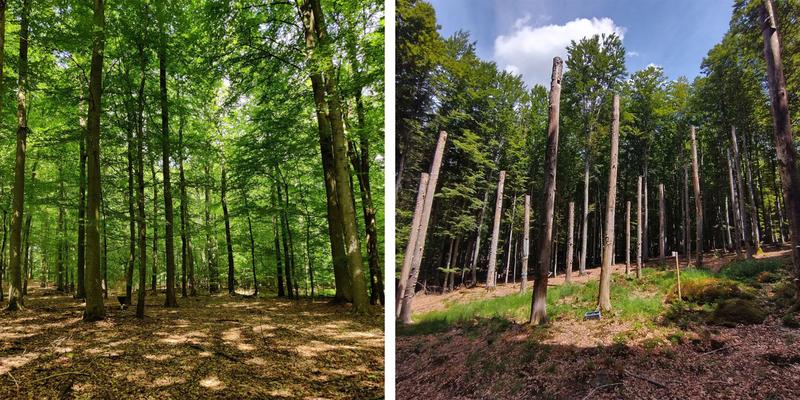 Links der Ausgangzustand: ein monotoner Wald. Nach den Eingriffen der Forschenden gab es Totholz und Lücken im Blätterdach, was der Vogel- und Fledermausvielfalt zugutekommt.
