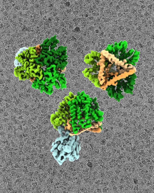 'Schleuse' für Proteine durch Membranen: Der Tat-Komplex erinnert an eine offene Schüssel mit einem sehr dünnen Boden. Die Kryo-EM Rekonstruktion zeigt den Tat-Komplex in verschiedenen Orientierungen, mit den einzelnen Bestandteilen in verschiedenen Farben
