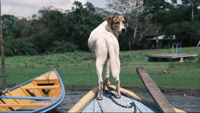 Hund in Santa Teresita, Peru: In den fünf Gesellschaften, auf die sich die Forscher konzentrierten, zeigten Hunde viele ähnliche soziale und kognitive Verhaltensweisen.