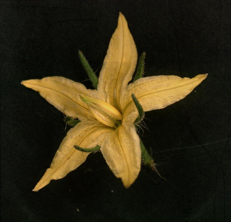 Flower of a tomato plant