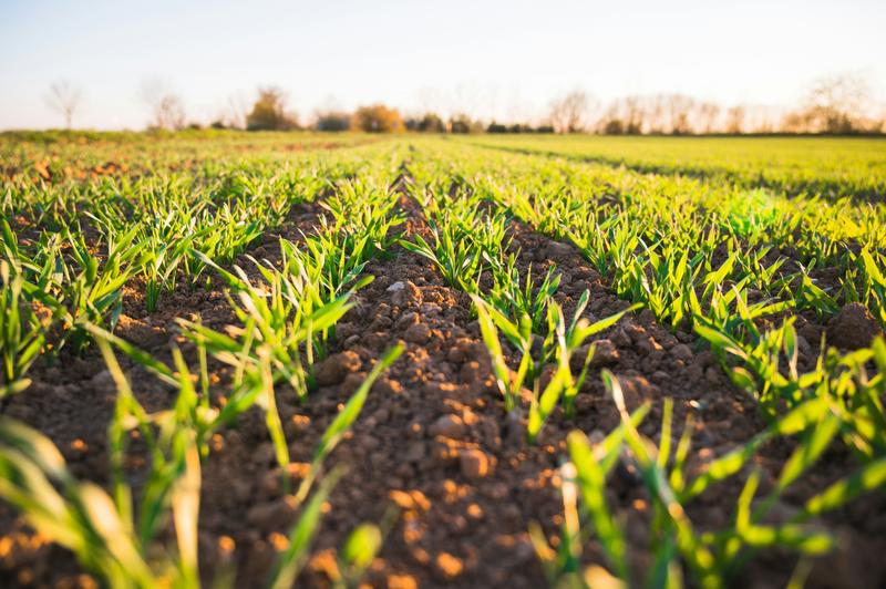 A study by ZALF shows that when farms diversify their cultivation methods, for example, by incorporating soybeans into their crop rotation, they can reduce their income risk.