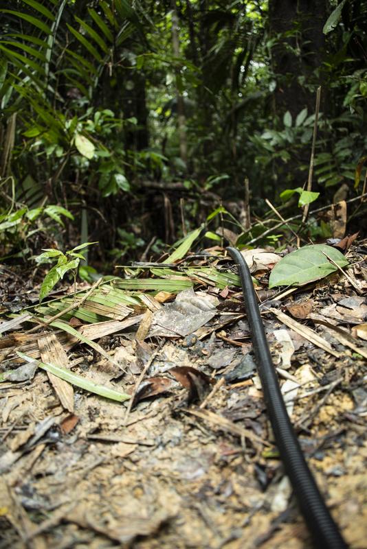 Ein Dschungel voller Kabel: Die auf dem Boden verlegten Schläuche führen zu verschiedenen Messstellen im Amazonas-Regenwald, an denen Isopren in der Luft gemessen wurde.