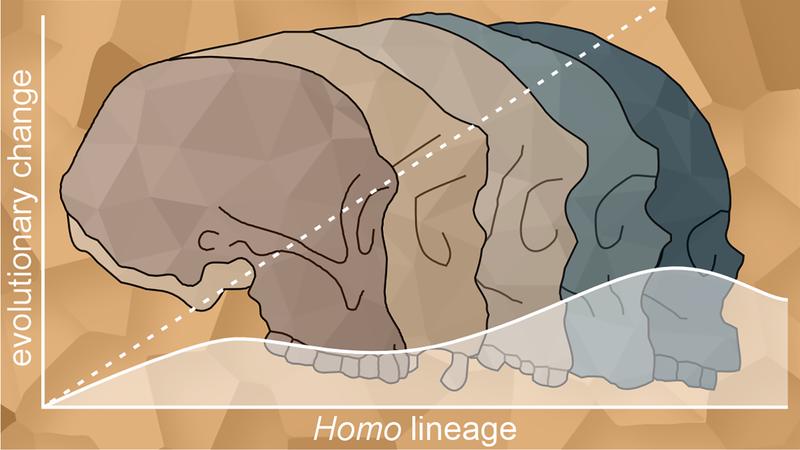 Die zunehmende Gehirngröße und die Verkleinerung des Gesichts in der Gattung Homo lassen sich wohl nicht durch schrittweise natürliche Selektion erklären, sondern eher durch genetische Drift und stabilisierende Selektion.