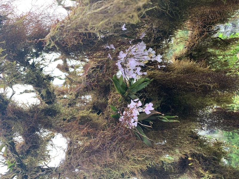 The dense growth of epiphytic plants and lichens (e.g. mosses, ferns, beard lichens and orchids) plays a key role in capturing moisture from fog (garúa).