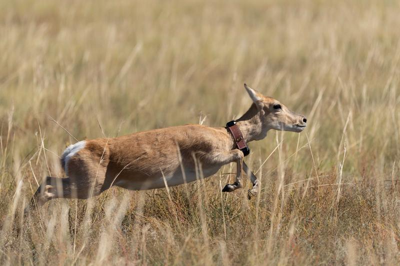 Bewegungsdaten – wie von dieser in der Mongolei lebenden Gazelle – ermöglichen direkte Einblicke in das Verhalten von wildlebenden Tieren. 