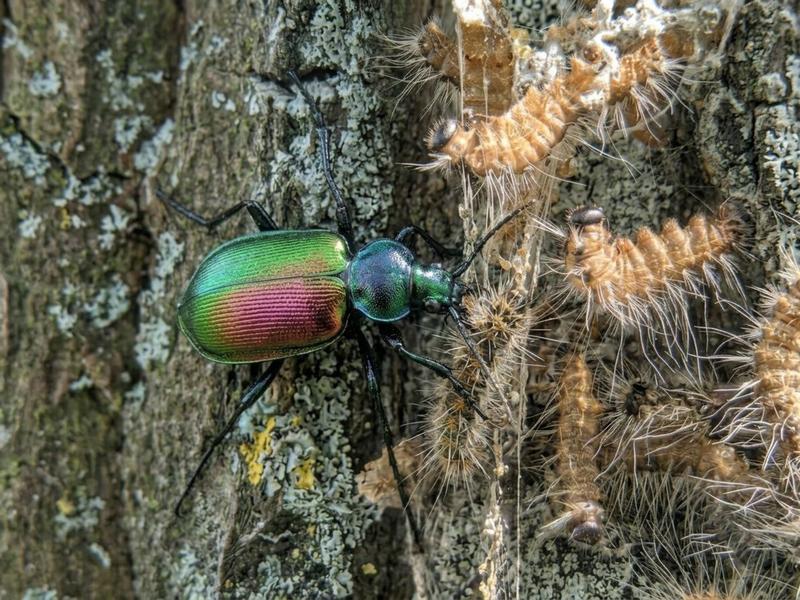 Nach diesem Fund im Drömling wurde der Käfer auch von weiteren Projektmitarbeitenden und Studierenden sowohl im Drömling als auch im Raum Dessau entdeckt.