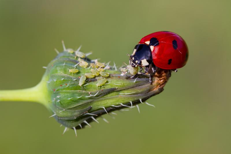Blühwiesen neben Feldern gehören zu den vielversprechenden Methoden aus der Förderinitiative Pestizidvermeidung der Deutschen Bundesstiftung Umwelt. Nützlinge wie Marienkäfer (Foto) siedeln sich dort an und bekämpfen Schädlinge benachbarter Nutzpflanzen.