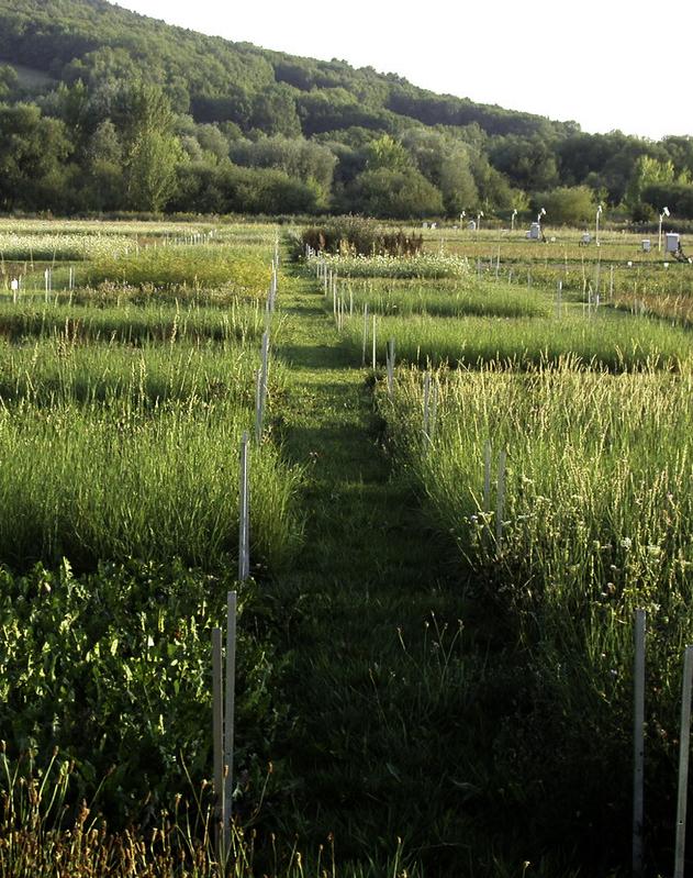 Ein typisches Biodiversitäts-Experiment, in dem Beziehungen zwischen Pflanzendiversität, Insekten und Ertrag betrachtet wurden.