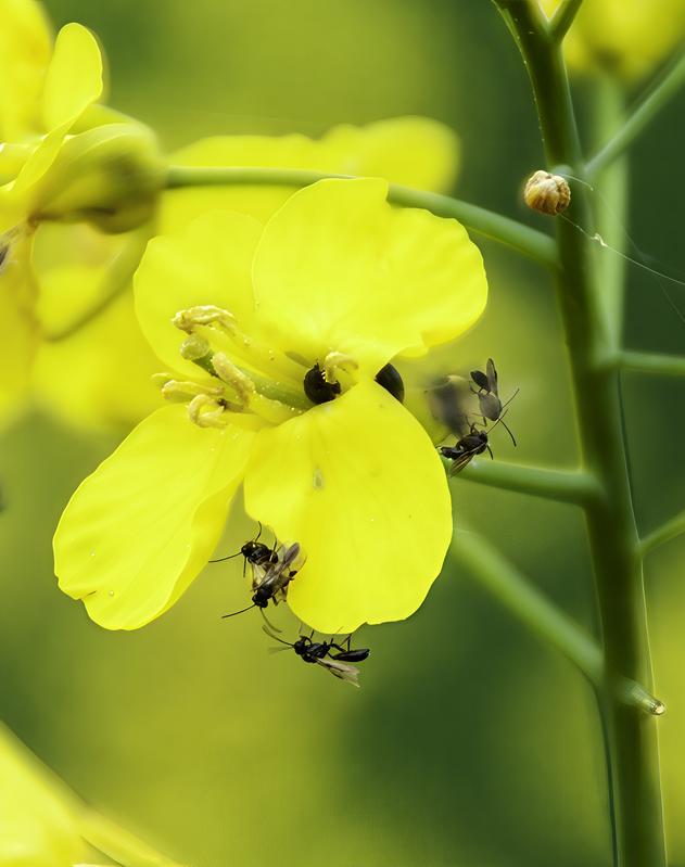 Schlupfwespen an einer Raps-Blüte. Diese helfen bei der biologischen Schädlingsbekämpfung in der Landwirtschaft. Eine vielfältige Landwirtschaft hilft, solche natürlichen Gegenspieler zu fördern. 