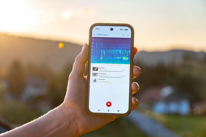 Here, chaffinches, robins and blue tits are singing: with the BirdNET Live app, even non-experts can identify bird songs in real time.