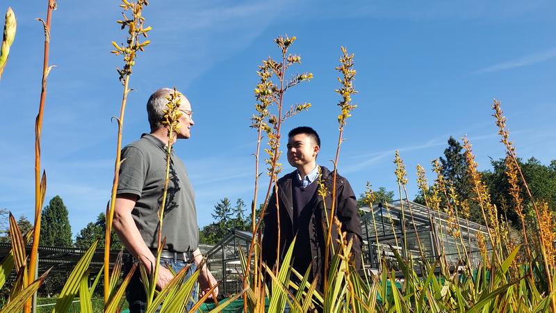 Prof. Michael Lenhard und Dr. Haoran Xue vor den Beständen der Wachendorfia thyrsiflora im Botanischen Garten der Universität Potsdam